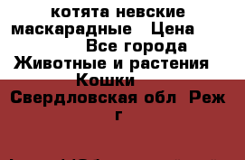 котята невские маскарадные › Цена ­ 18 000 - Все города Животные и растения » Кошки   . Свердловская обл.,Реж г.